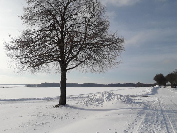 Winterlandschaft mit einer Langlaufloipe